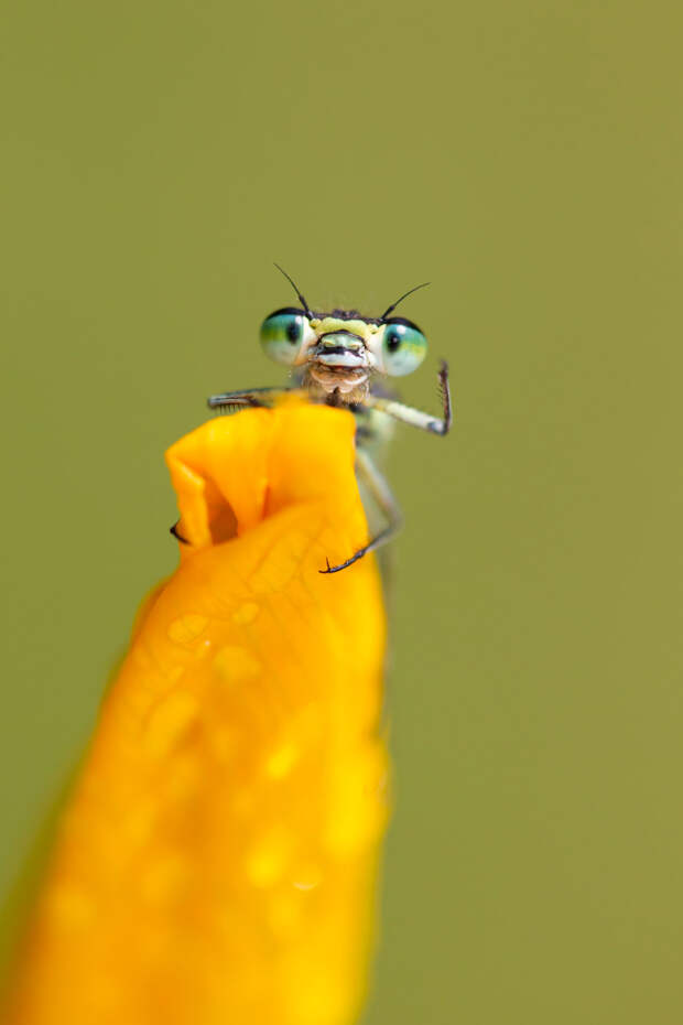Призеры конкурса фотографий Comedy Wildlife Photography Awards 2019