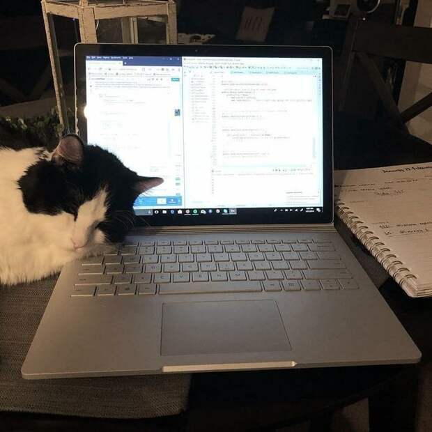 Ну и котики, конечно, всегда очень хорошо дополняют любое рабочее место компьютеры, программисты, рабочие места, фото