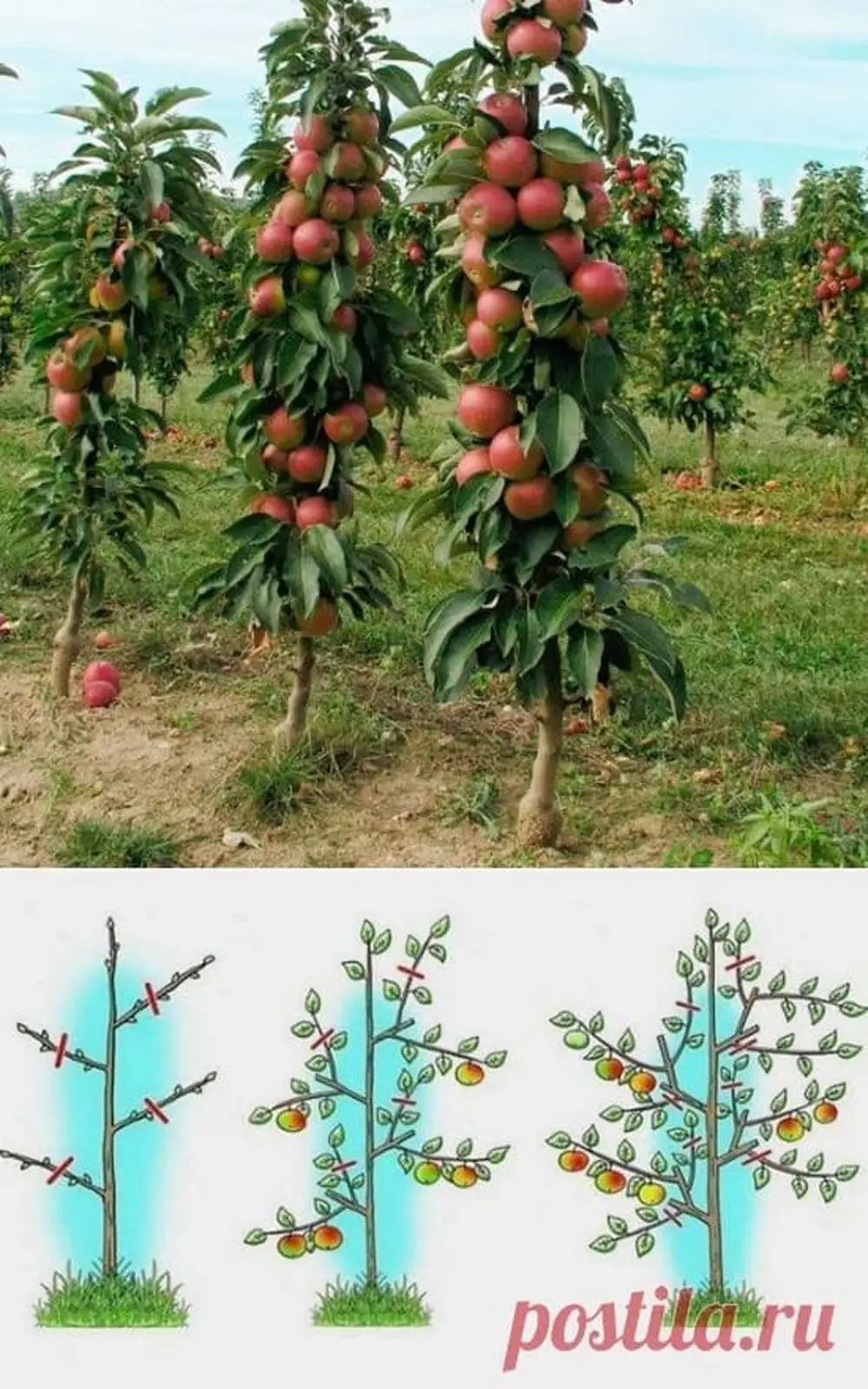 Укороченная колоновидная яблоня
