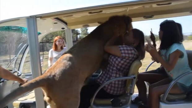 Image result for Lion Climbed Into A Bus Of People Because It Wanted To Be Petted