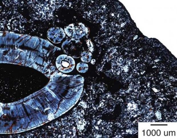 В ископаемой челюсти обнаружена древняя опухоль