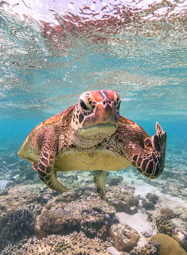 Морская черепаха.