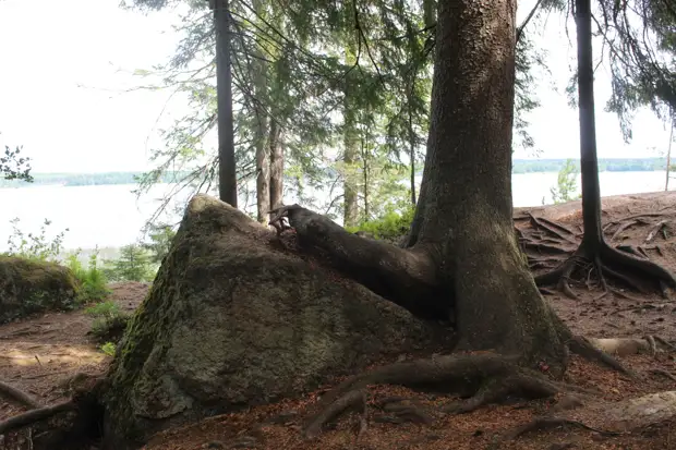 "Тянутся сосны в прозрачное небо, глыбы гранита заснули давно..." Парк Монрепо в Выборге