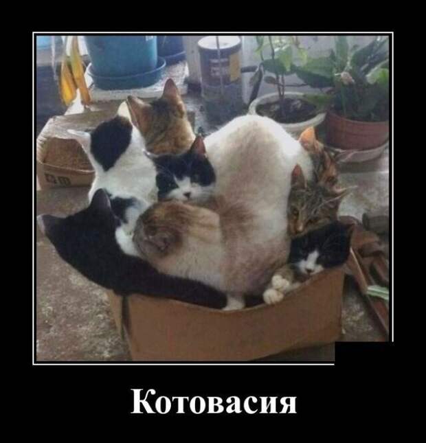 Кошачье-каламбурные демотиваторы