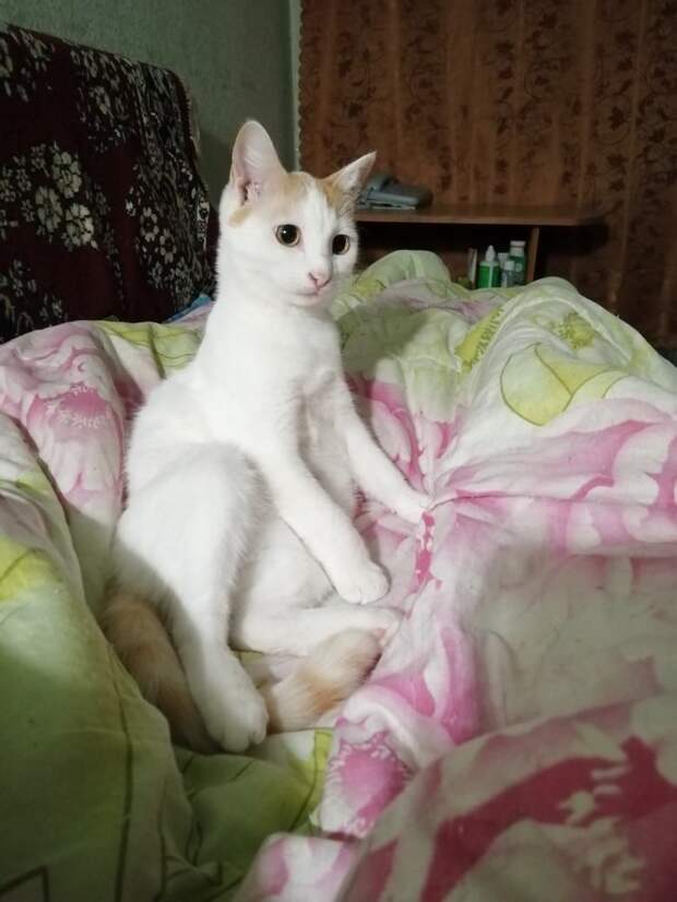 дом для котенка кошка в кровати