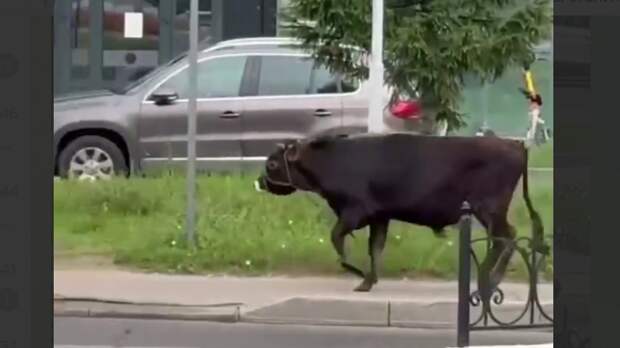 Фото: тг-канал 112