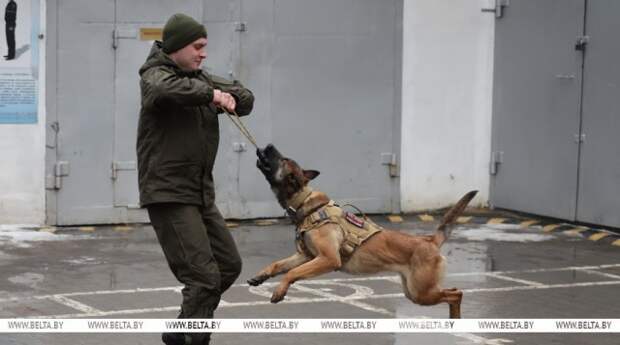 Здесь человек и собака понимают друг друга ´с первого взгляда´. Как несут службу кинологи в Бобруйском отделе Департамента ох...