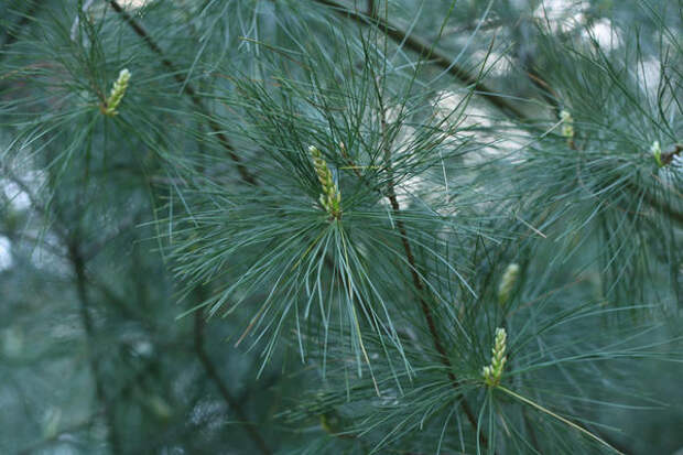 Сосна веймутова, или белая восточная (Pinus strobus)