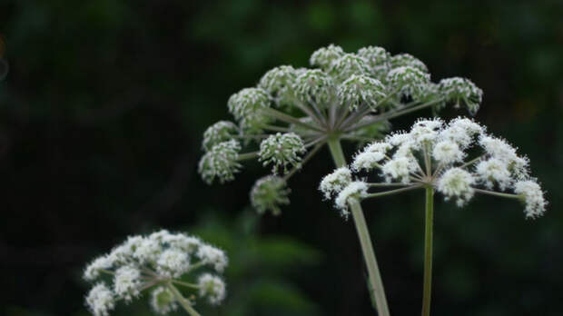 Борщевик / Фото: Unsplash.com    