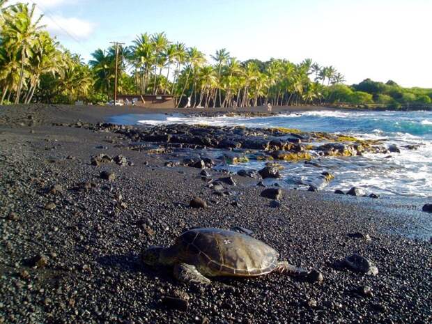 Зелёные черепахи - полноценные хозяева черных песков. /Фото: lovebigisland.com