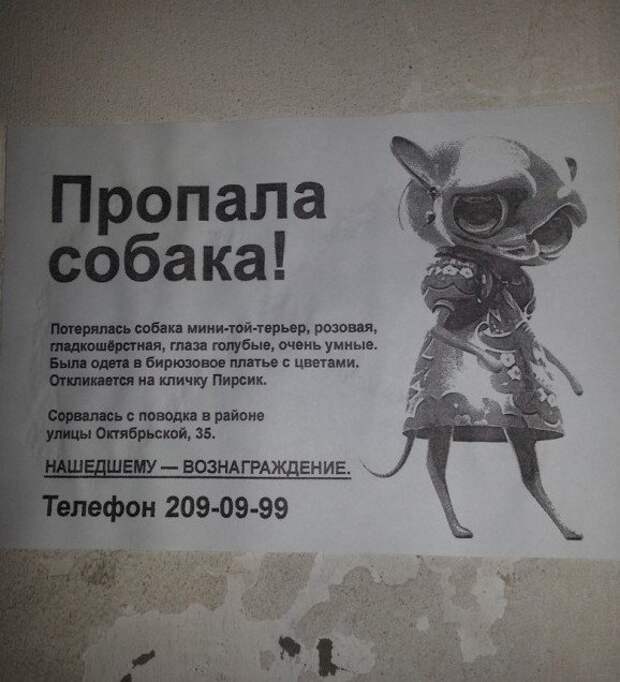 Необычайно забавные объявления о поиске пропавших животных