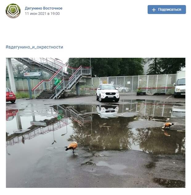 Фото дня: огари у платформы «Бескудниково»