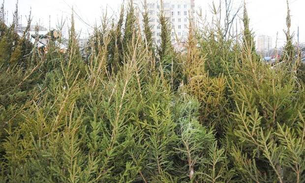 Пункт приема новогодних елок откроется в январе на 9-й Северной линии Фото с сайта mos.ru
