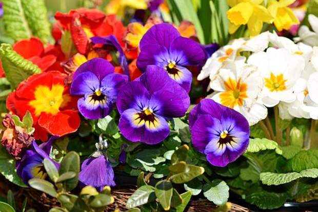 Цветы/ Фото pixabay.com