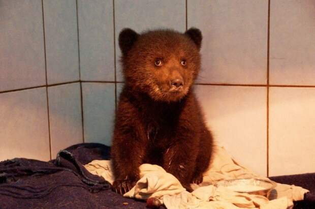 В Ленинградской области спасают раненного маленького медвежонка добро, доброта, люди, медведь, медвежонок, милота