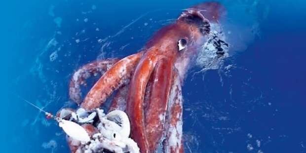 Гигантский кальмар жуть, океан, подводный мир, природа
