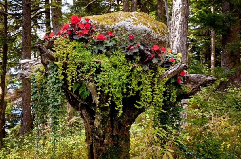 необычные деревья-клумбы в ботаническом саду Glacier Gardens на Аляске ОПРОКИНУТЫЕ ДЕРЕВЬЯ В ЭКЗОТИЧЕСКОМ САДУ