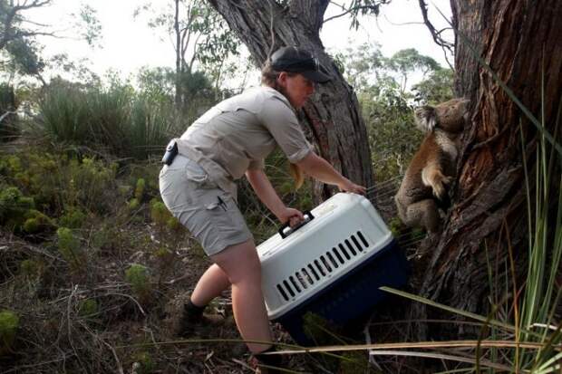 Австралийские коалы выпущены в дикую природу