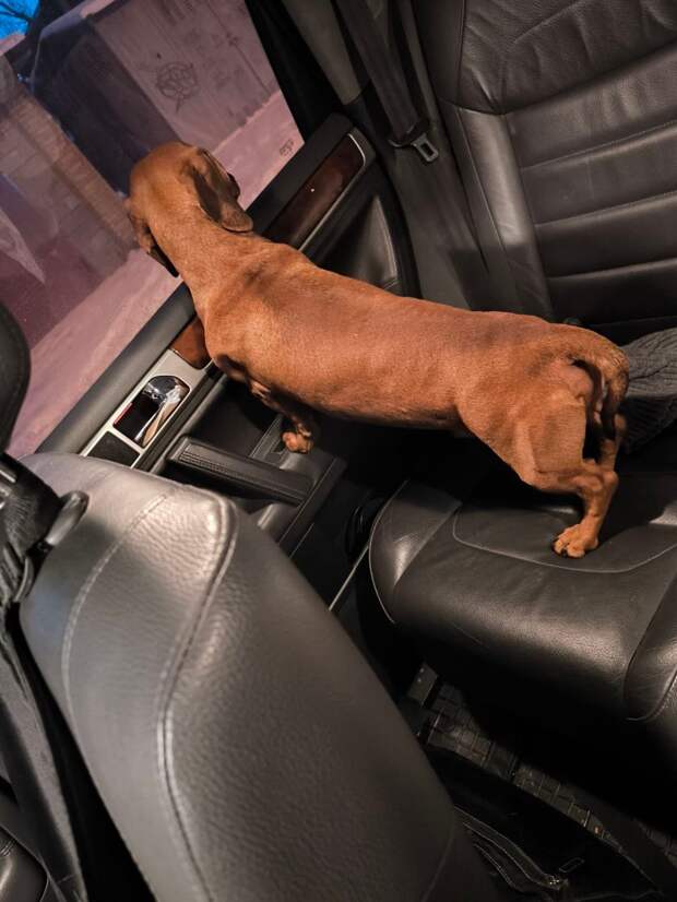 Админ, опубликуй пож! На пересечении Ткаченко и Кирова на дороге стоял такой пёс, кобель таксы, молодой, без ошейника. Ухоженный, видимо домашний. Пок...