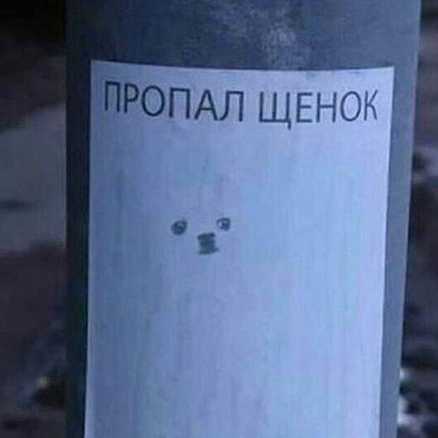 Необычайно забавные объявления о поиске пропавших животных
