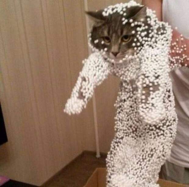 Коты, которых жизнь завела в тупик Коты, которых жизнь завела в тупик животные, коты