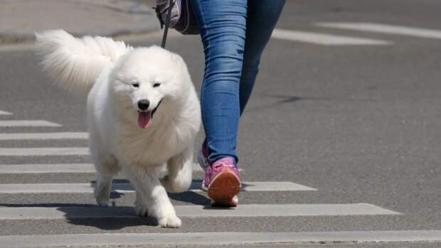 Ветеринар: Весной талая вода может навредить здоровью животных