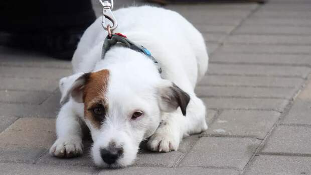 Ветеринар: В России кошки и собаки стали чаще впадать в депрессию