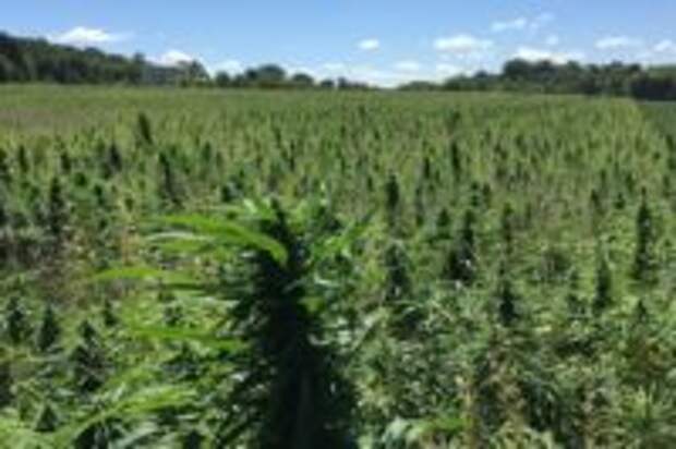 New Guidance on Waste Disposal for Hemp Producers