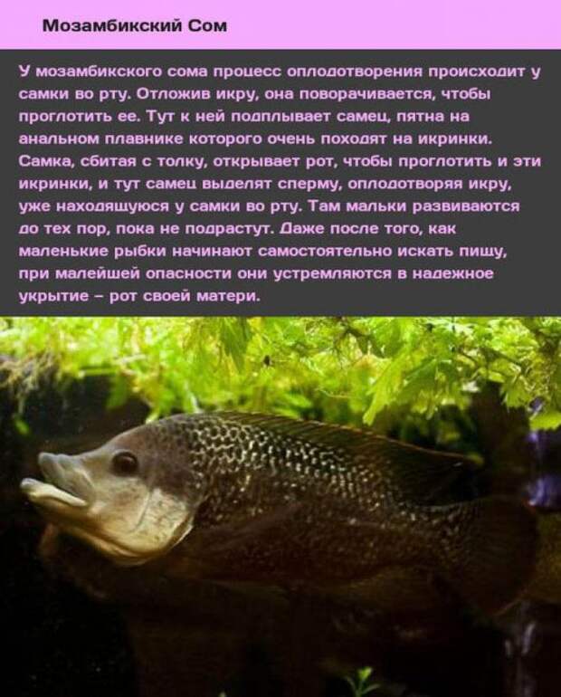 Странные сексуальные привычки у животных
