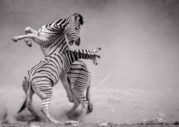 35 фотошедевров с конкурса «Лучшая фотография природы» от National Geographic