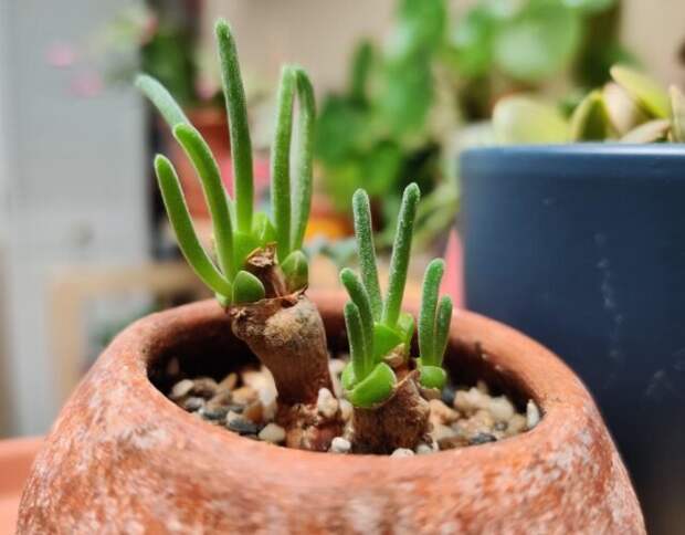 Монилария обратноконическая (Monilaria obconica). © another-rabbit 📷