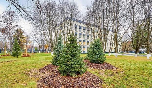 Еще около 400 деревьев высадили возле столичных поликлиник в 2025 году