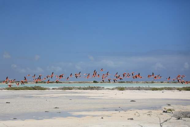 Фламинго на острове Бонэйр