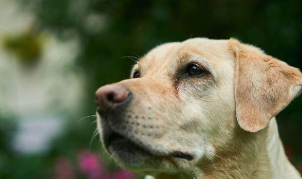 Ветеринар Воробьева рассказала о смертельной болезни собак, переносимой клещами