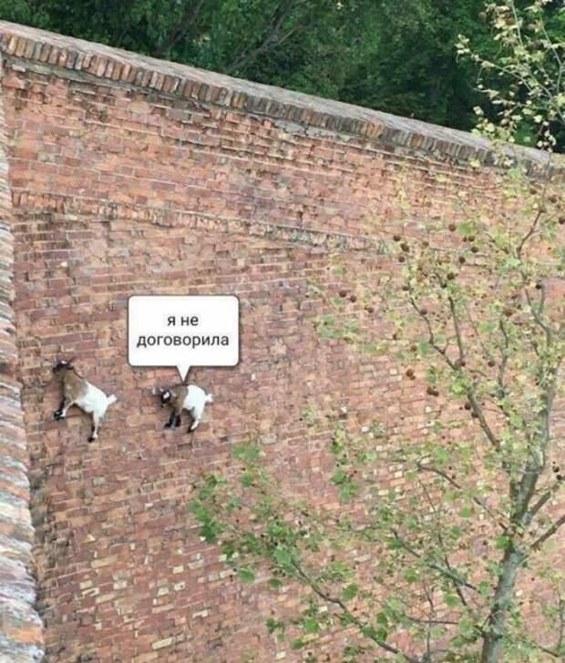 Забавные картинки и фото приколы для веселья (11 фото)