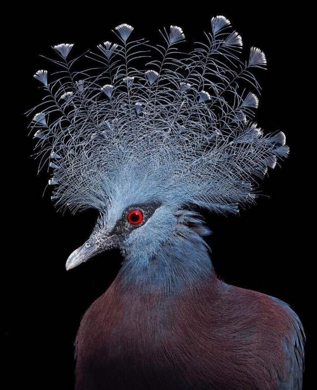 Фотография: 25 невероятно красивых портретов птиц №12 - BigPicture.ru