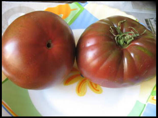 лучшие семена томатов