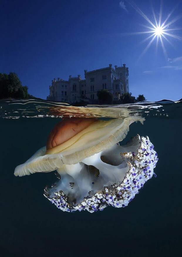 Медуза и замок