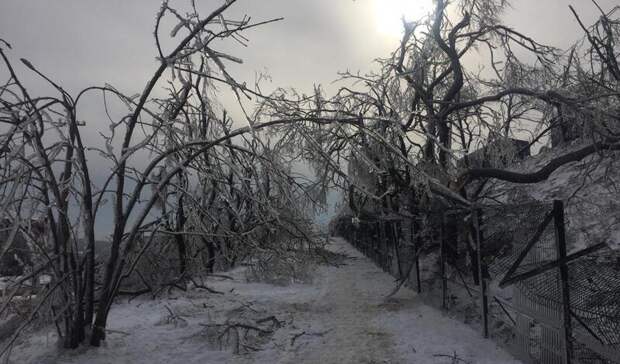 «80%»: в мэрии Владивостока рассказали о масштабах повреждений после ледяного шторма