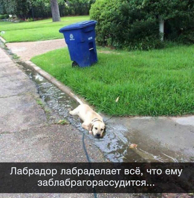 Собачья нирвана