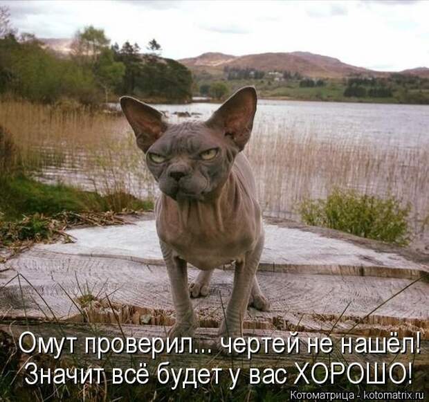 1474017312_kotomatricy-22