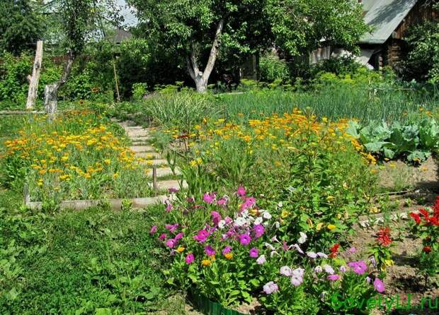 Полезные цветы в саду и огороде