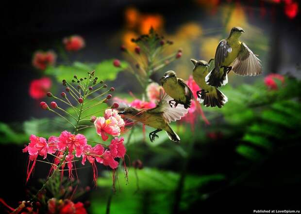 Пчелиный колибри