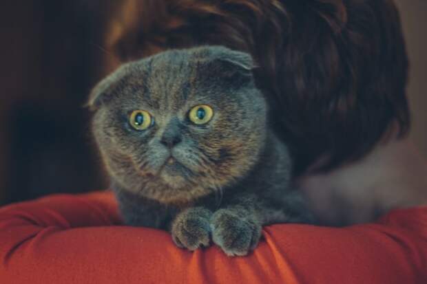 Истощенная вислоухая кошка голодными глазами смотрела на прохожих британская, вислоухая, кот, кошка, породистая кошка, шотландская
