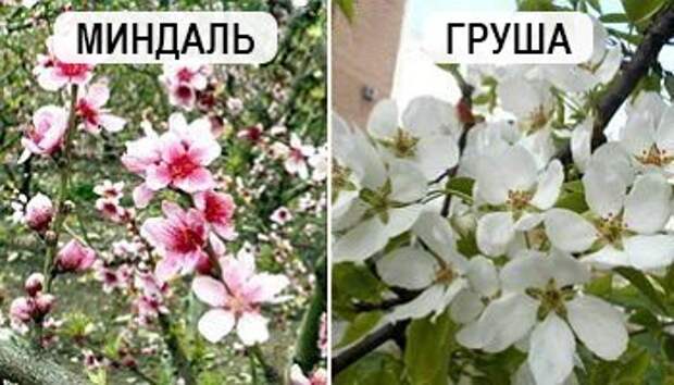 Миндаль и груша