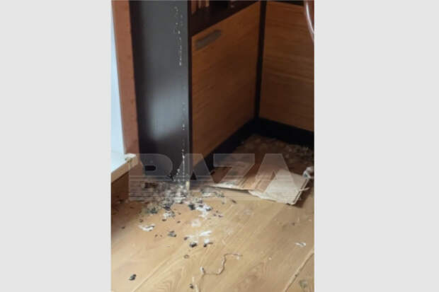 Россиянка вернулась с отдыха и обнаружила у себя в квартире голубятню