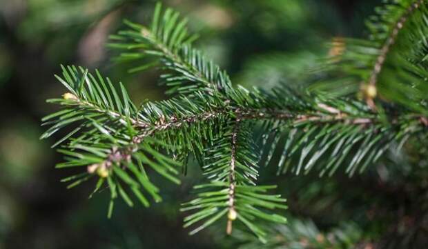 Городские сервисы помогут москвичам правильно утилизировать елку и сообщить мусоре