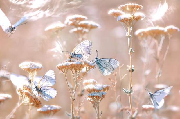 Фото: Krylova Tatiana   Россия,