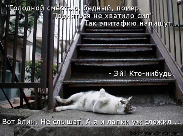 Новая котоматрица на Бугаге (44 фото)