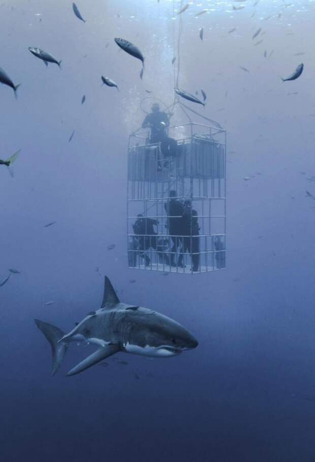 Дайверы в клетке едва не стали завтраком для гигантской белой акулы акула, в мире, дайверы, животные, красота, под водой